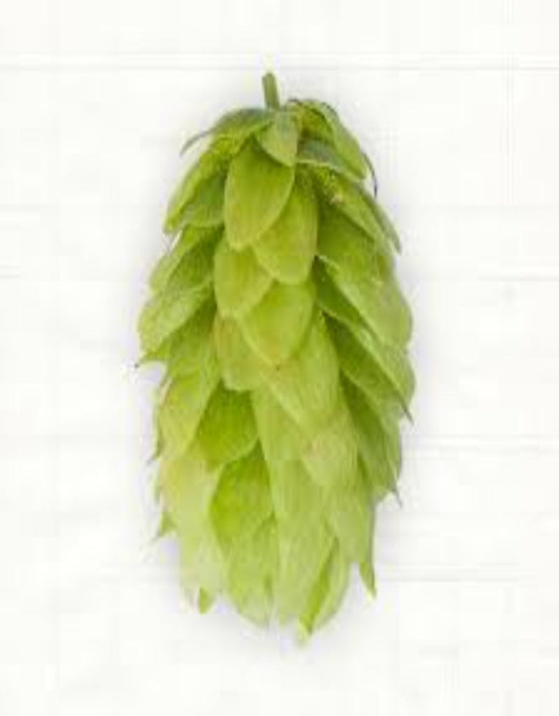 Hallertauer Mittelfrüh Hops