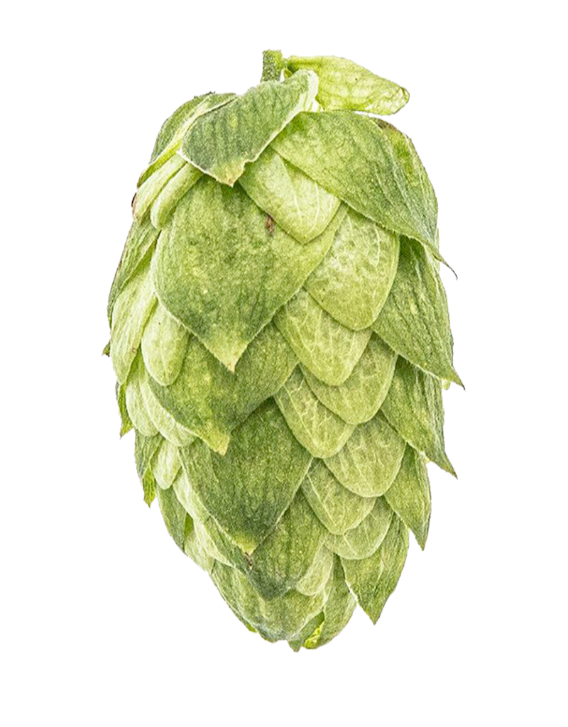 UK Fuggles Hops