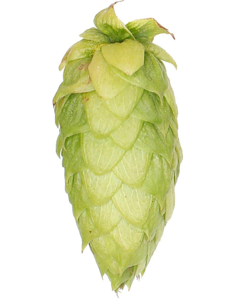 Centennial Hops