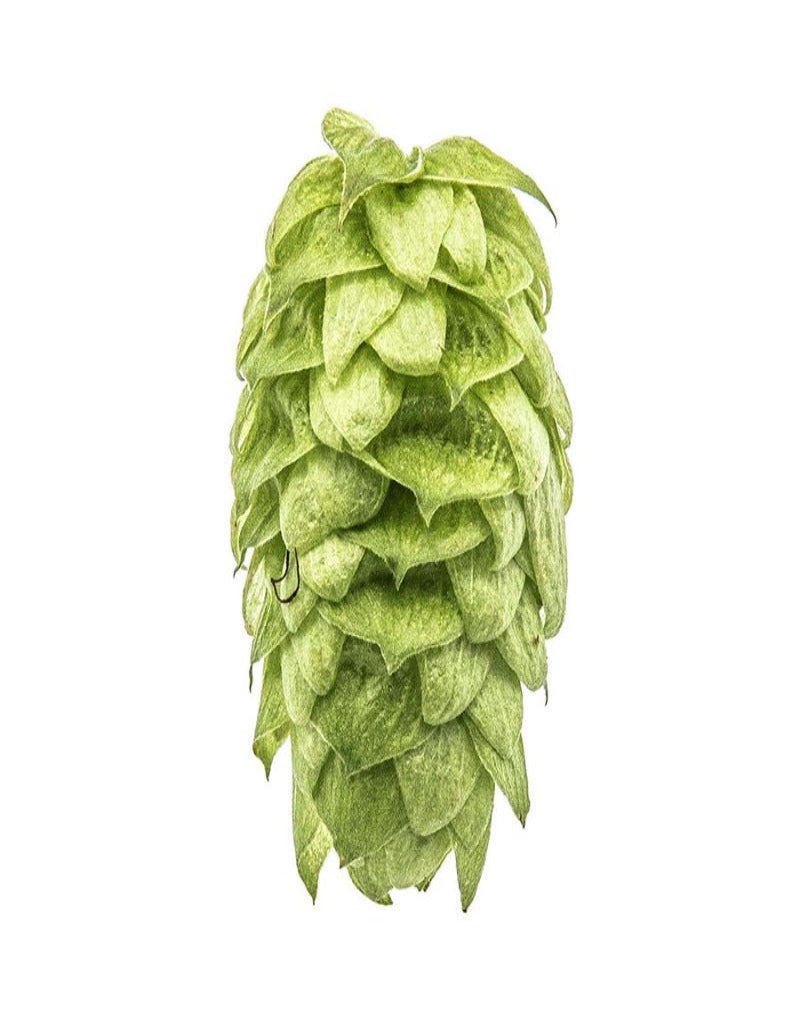 Mosaic Hops
