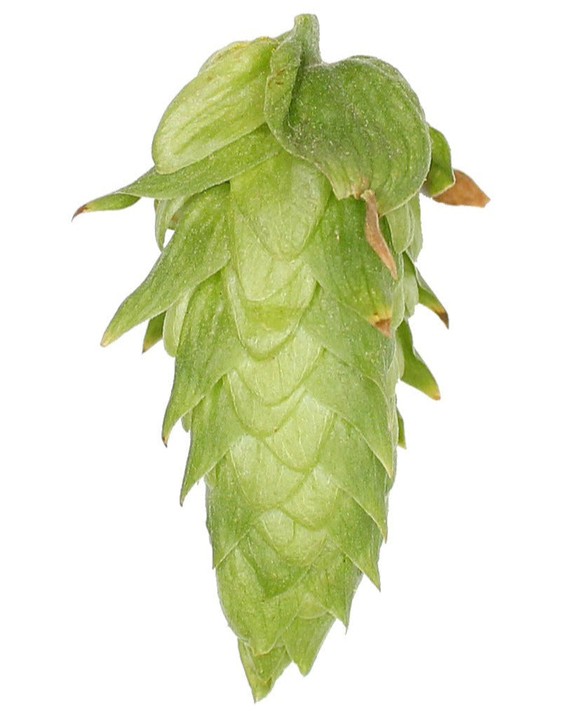 Cascade Hops