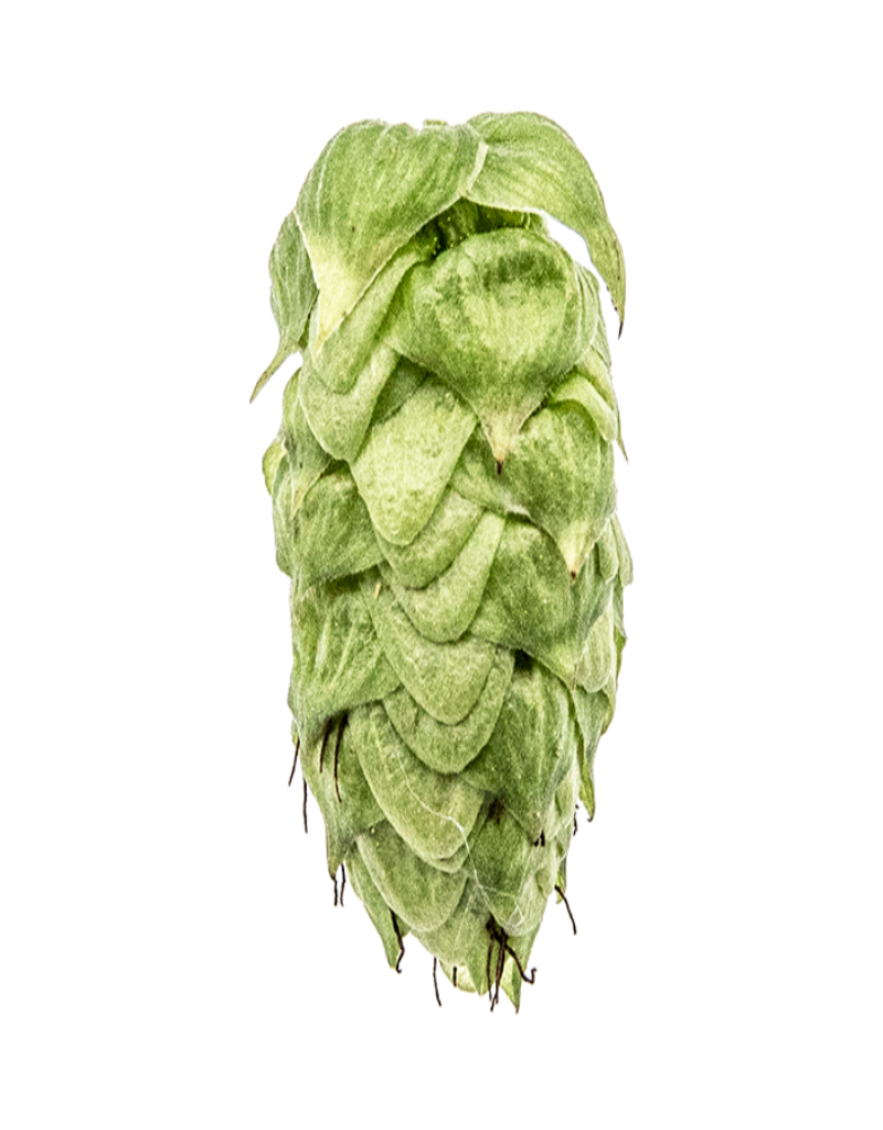 Chinook Hops