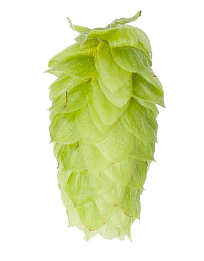 Tettnanger Hops