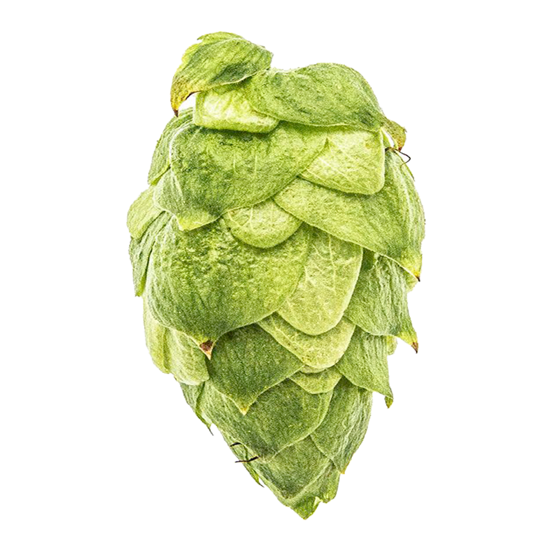 Citra Hops