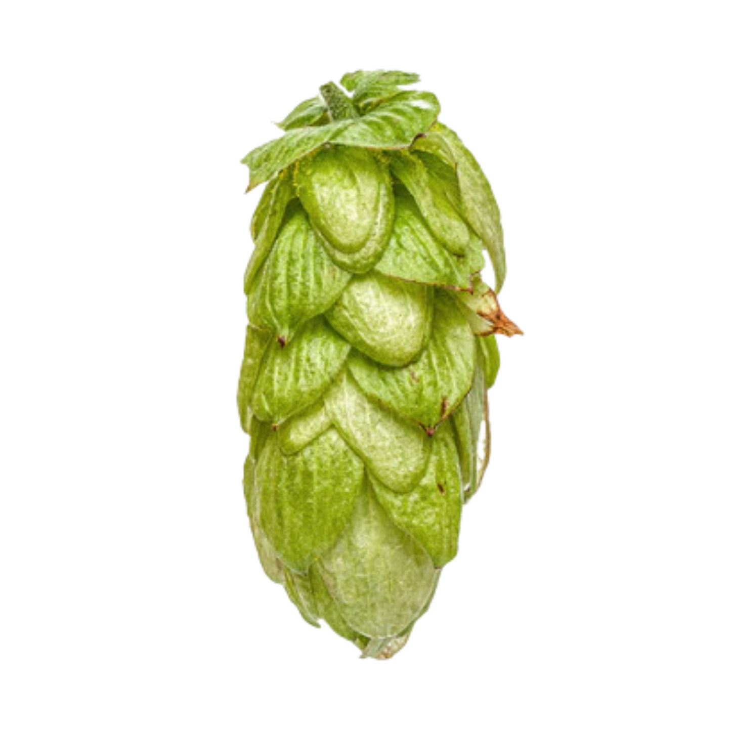 Southern Cross Hops